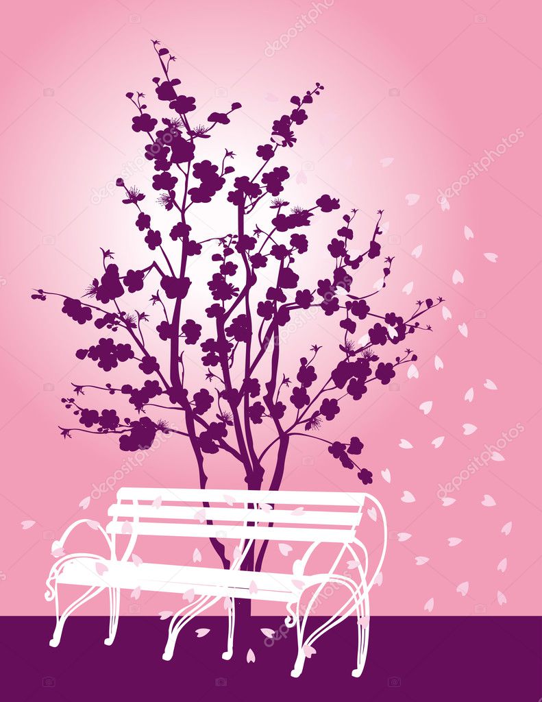 pink cherry tree blossom and white bench