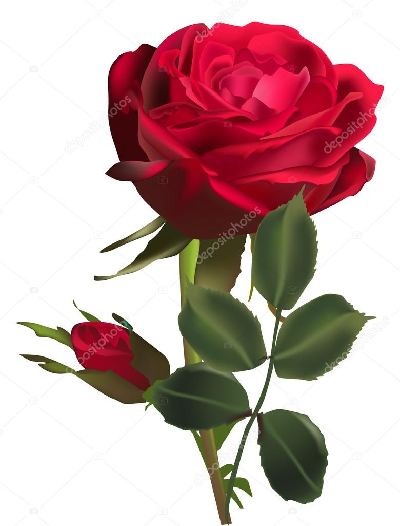 depositphotos_34809907-stock-illustration-dark-red-rose-flower-and.jpg