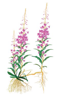 Beyaz arka plan üzerinde izole willowweed