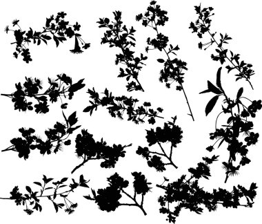 On üç kiraz ağacı dalı siluetleri