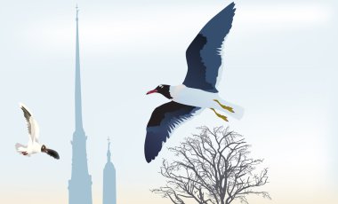 peter ve paul fortress yakınındaki martılar