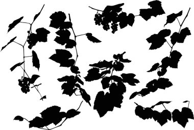 üzüm ve beyaz yapraklar