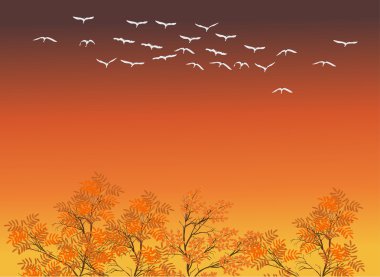 Beyaz Kuğu yukarıdaki ağaçlar sonbahar