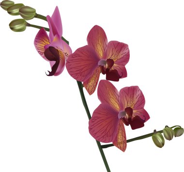 beyaz izole koyu kırmızı orkide çiçek şube