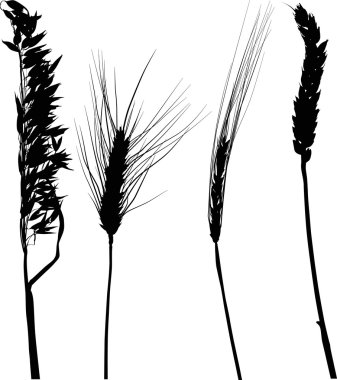 beyaz üzerine dört siyah tahıl silhouettes