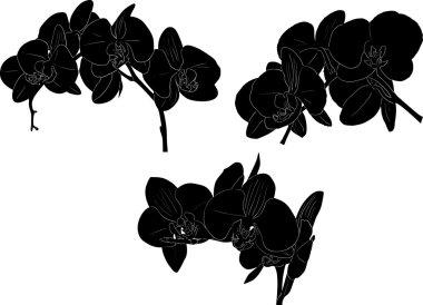 Üç orkide beyaz siluetleri şubeleri