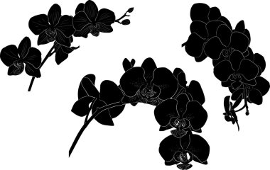 üç beyaz üzerine siyah orkide şube