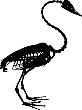 Siyah Kuğu iskelet üzerinde beyaz izole