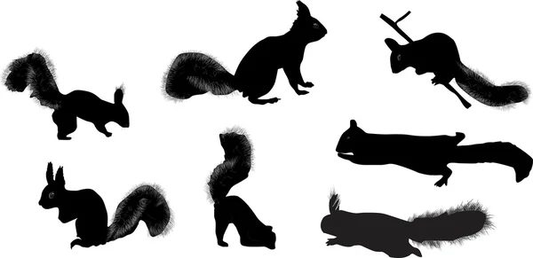 Seven squirrels isolated on white background — Stock Vector