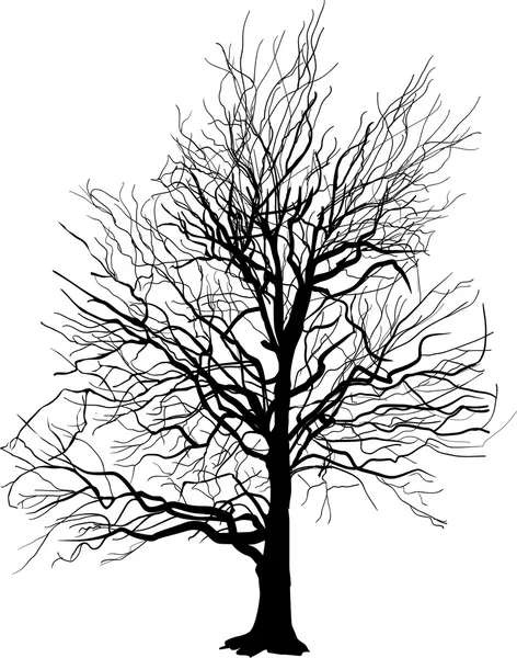 Silueta de árbol desnudo aislado en blanco — Vector de stock