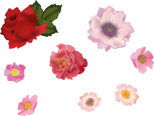 Briar Rose en roze bloemen geïsoleerd op wit — Stockvector