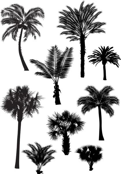 Colección de nueve siluetas de palma — Vector de stock