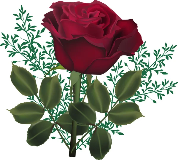 Dunkelrote Rosenblüte in grünen Pflanzen — Stockvektor