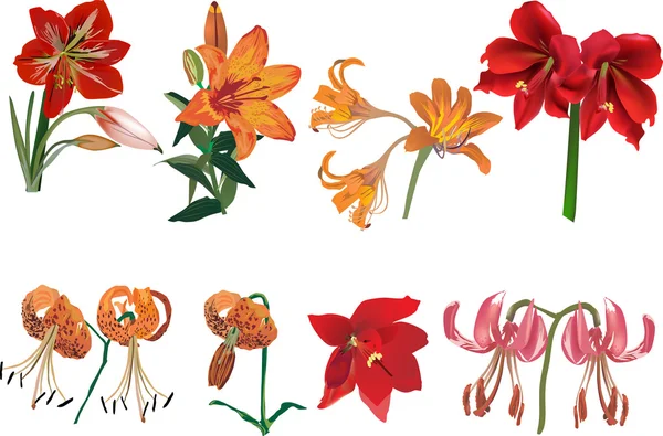 Set von roten und orangen Lilien Illustration — Stockvektor