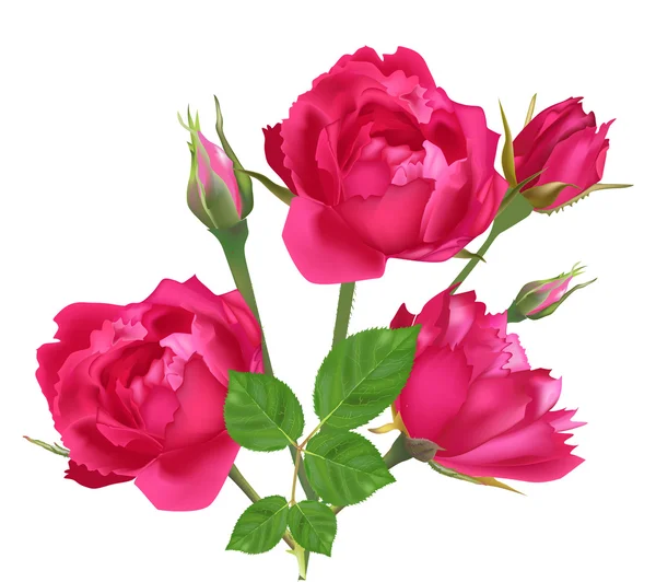 Three pink roses and buds isolated on white — Stock Vector