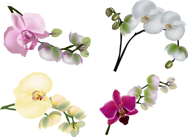 Patru ramuri de orhidee colorate pe alb — Vector de stoc