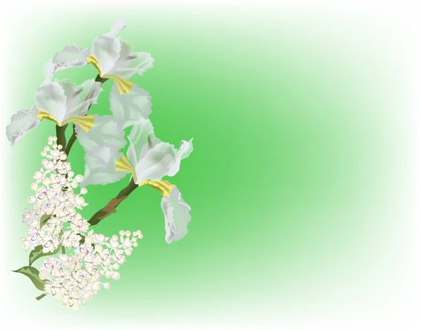 녹색 배경에 흰색 라일락과 아이리스 꽃 — 스톡 벡터
