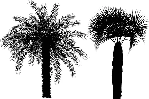 Two palm trees isolated on white — Stock Vector