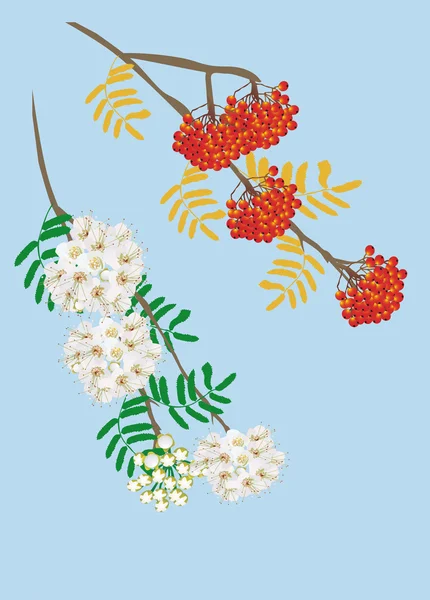 Rowanberry やナナカマドの花 — ストックベクタ