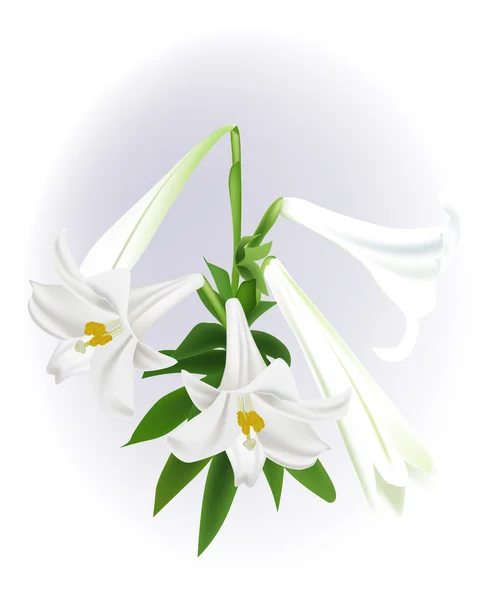 Light illustration with white lily flowers — Stock Vector