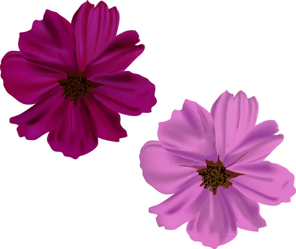 गुलाबी और बैंगनी फूल सफेद पर अलग — स्टॉक वेक्टर
