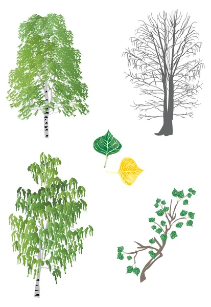套上白色孤立的桦树的插图 — 图库矢量图片