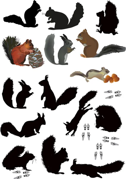 Fifteen isolated squirrels — Stock Vector