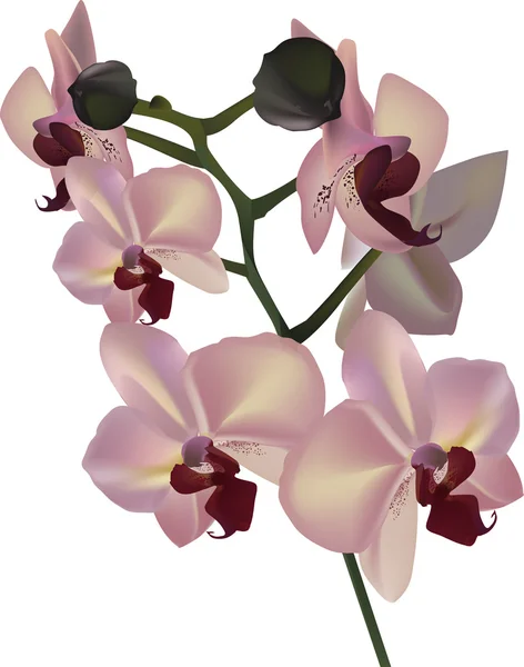 Ramo di orchidea con fiori isolati su bianco — Vettoriale Stock