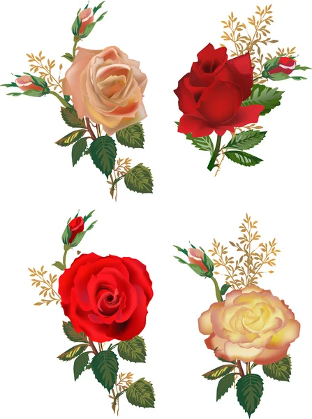 Cuatro flores de rosa composiciones aisladas en blanco — Archivo Imágenes Vectoriales