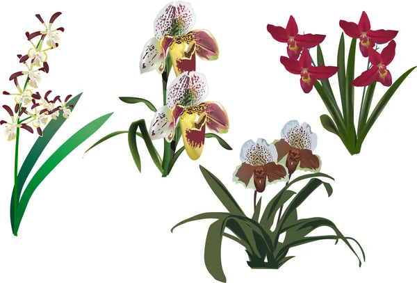 Orquídeas oscuras y claras aisladas con hojas — Archivo Imágenes Vectoriales