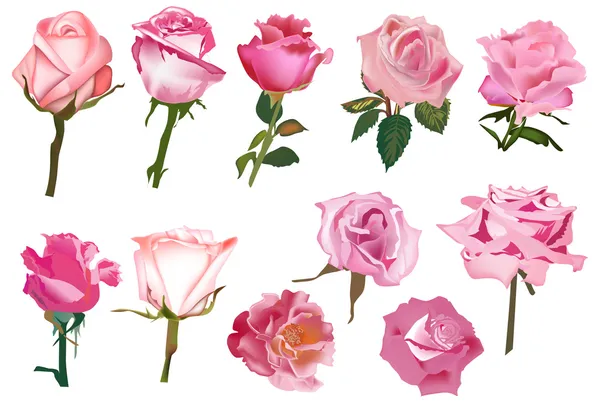 Eleven pink isolated roses — Stock Vector