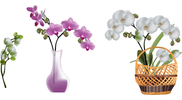 Fiori di orchidea isolati rosa e bianchi — Vettoriale Stock