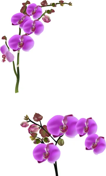 Due rami di fiori di orchidea rosa scuro isolati su bianco — Vettoriale Stock