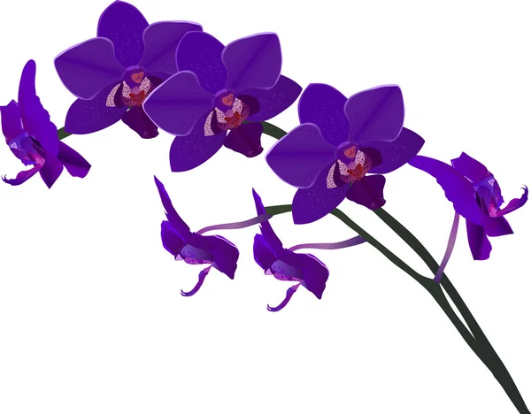Urple Orchidee Blumen Zweig isoliert auf weiß — Stockvektor