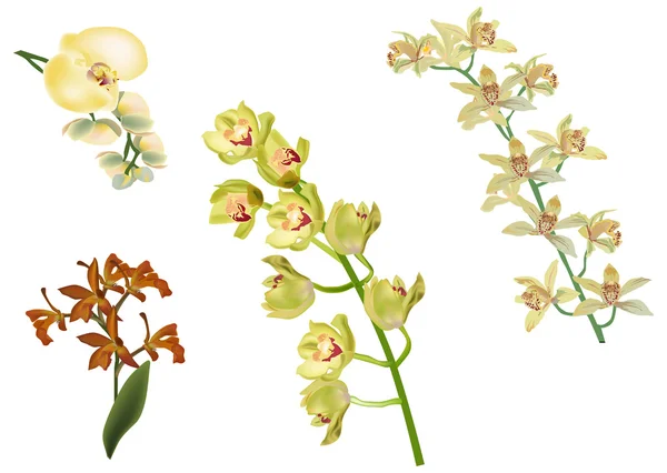 Raccolta orchidea gialla su bianco — Vettoriale Stock