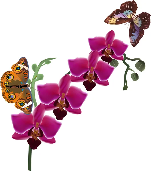 Twee vlinders en donker roze orchid blossom — Stockvector