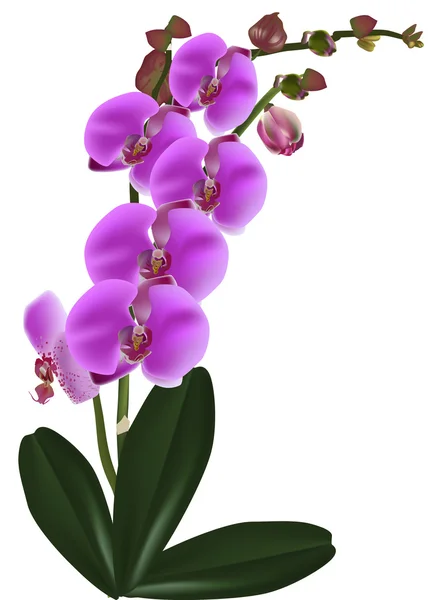 Flores de orquídea rosa escuro com folhas — Vetor de Stock