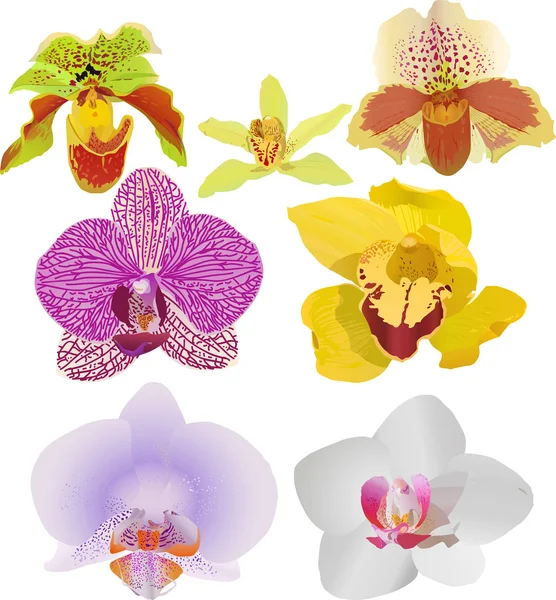 Seven bright orchid flowers illustration — Stock Vector