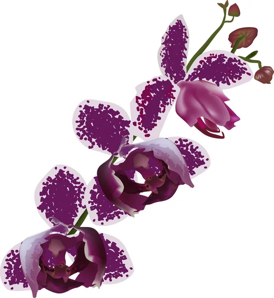 Rama de orquídea aislada en manchas rosadas oscuras — Vector de stock