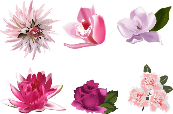 Zes roze kleur geïsoleerd bloemen — Stockvector