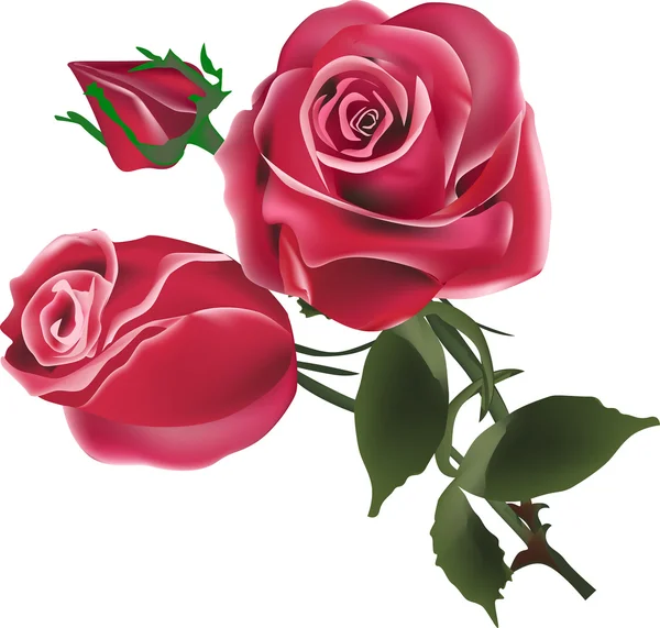 Dos flores de rosa roja y brote en blanco — Vector de stock