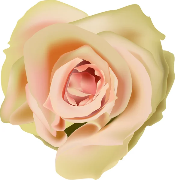 Einzelne isolierte Tee Rose Blume — Stockvektor