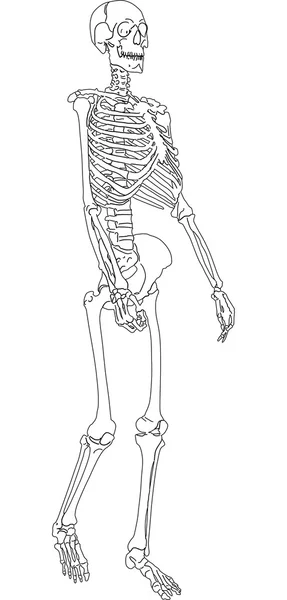 Bosquejo esqueleto humano único — Archivo Imágenes Vectoriales