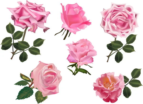 白で隔離される六つのピンクのバラのセット — ストックベクタ