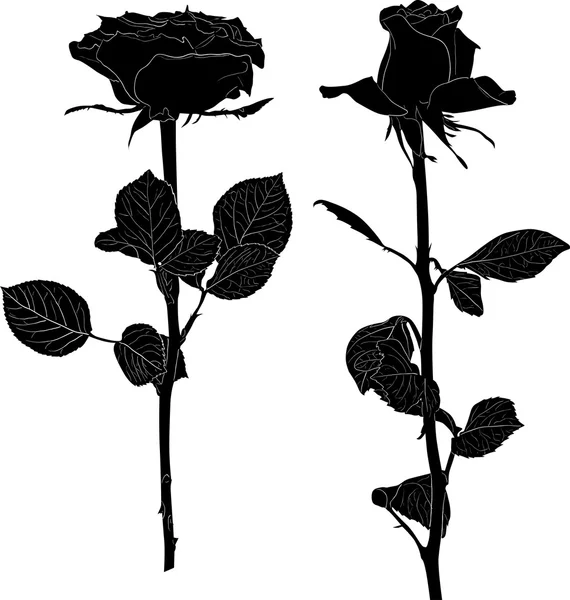 Deux fleurs roses noires isolées sur blanc — Image vectorielle