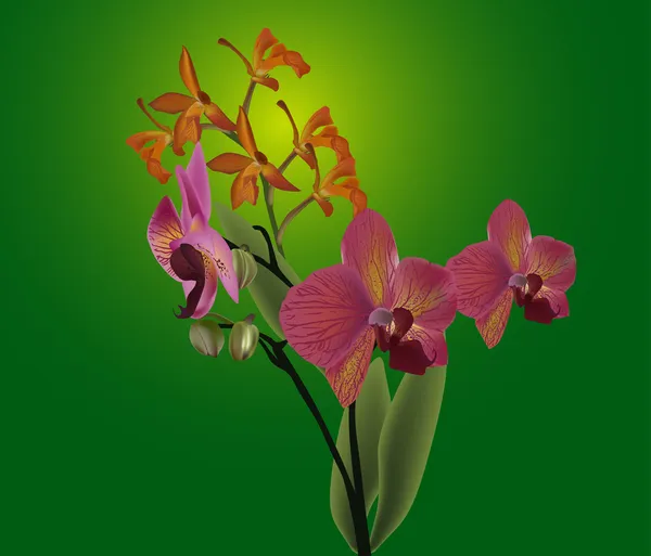 Donker roze orchideebloemen op groene achtergrond — Stockvector