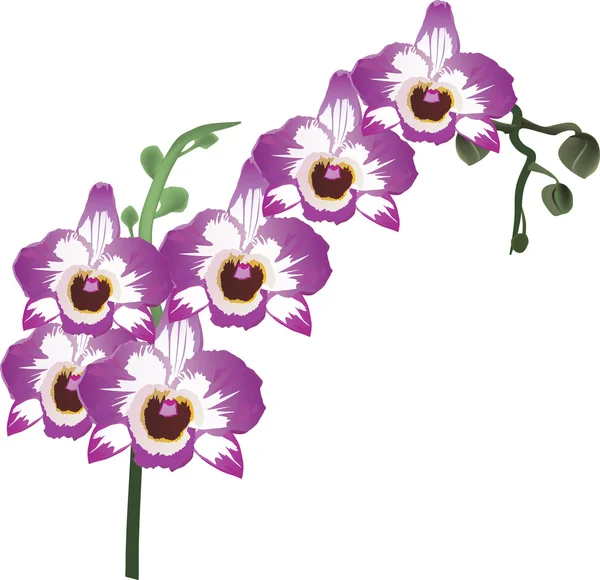 Λιλά orchid λουλούδια με λευκό κέντρα — Διανυσματικό Αρχείο