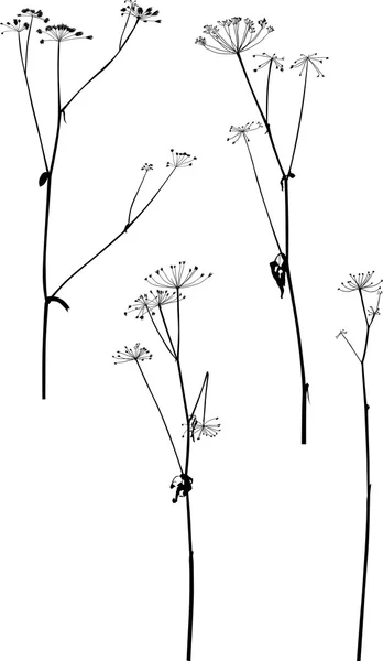 套上白色孤立的四个干燥秋季植物 — 图库矢量图片