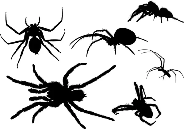 Six black isolated spiders — Stock Vector