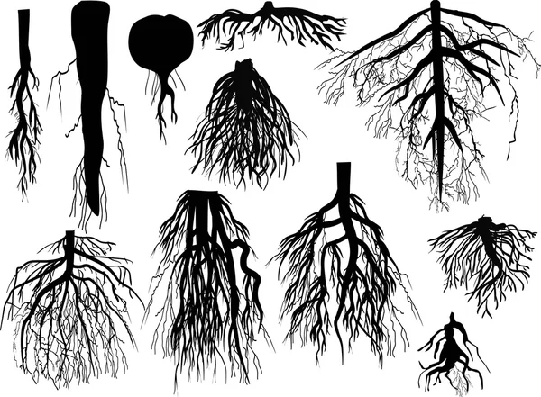 Set of black roots isolated on white — Stock Vector